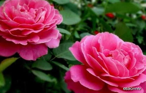 夏日月季养护攻略：告别黄叶花谢烦恼