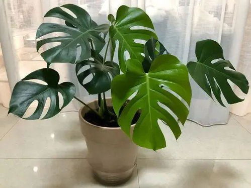 龟背竹在什么季节和月份最适合换盆