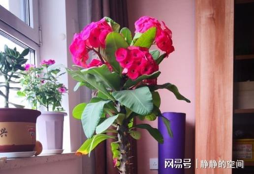 1. 吸收有害气体， 释放氧气的植物