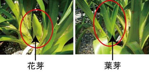大花蕙兰分株繁殖具体步骤是怎样的