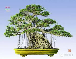 榕树为何用浅盆？盆底透气性对根系有何影响