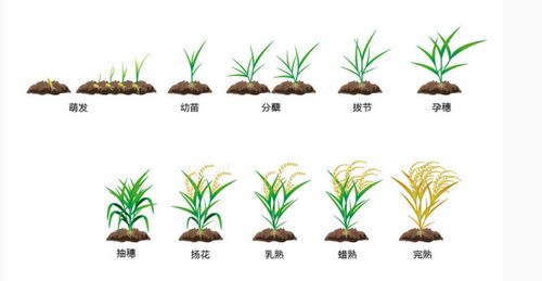 种子生长过程图片，哪里能看