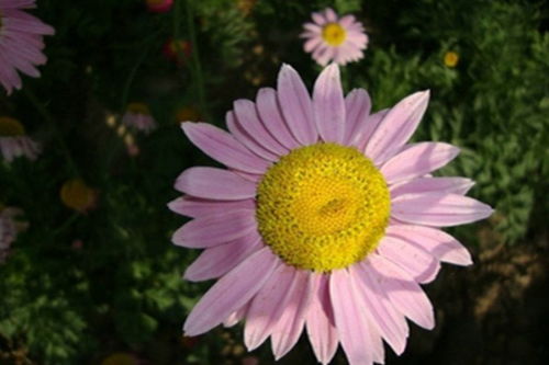 除虫菊嫩直接撒种吗？当然嫩， 但得满足条件