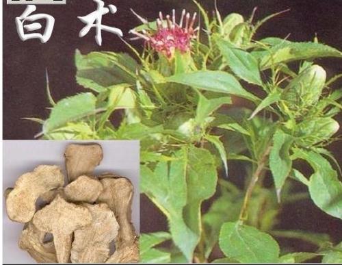 白术的化学成分是什么？