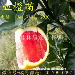 毛桃苗子挑选指南