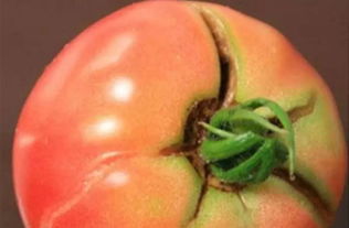 靓果防裂一喷红：究竟是什么东西？