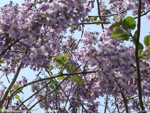 紫茉莉不开花的原因