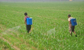 农村玉米除草，选对农药是关键！