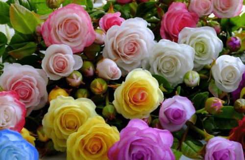 欧月：月季的一种