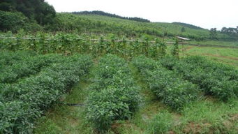 竹子除草剂与灌木除草剂的奥秘大揭秘