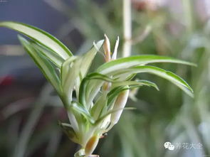 吊兰适合的环境