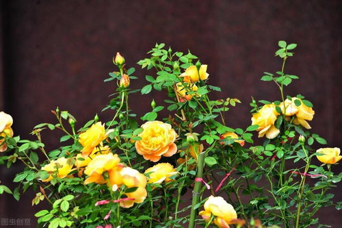 5. 红色龙沙宝石月季