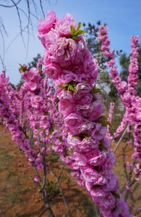 林下种植的效益