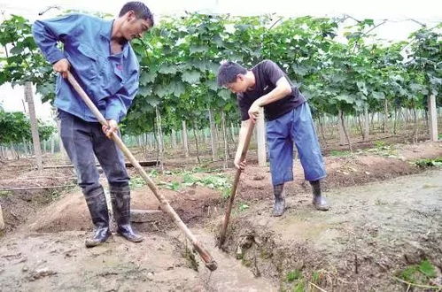 七月份农作物收获指南：精选当季丰收作物一览