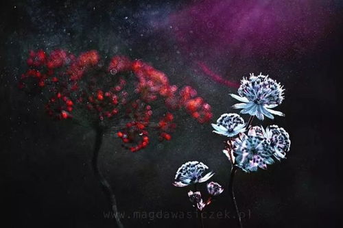 虚幻之花，探寻神秘之美，花语揭秘！