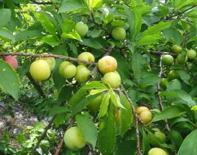 李子熟了摘李子的大招来了！