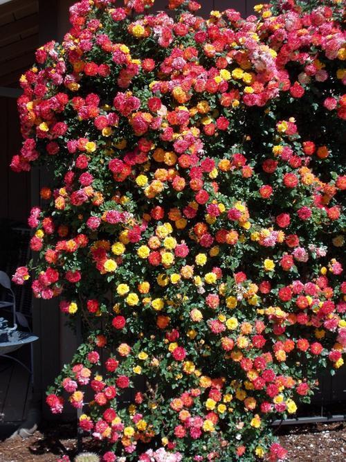 花色之谜， 犹如彩虹桥上漫步