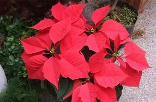 一品红，那抹艳丽的红，有毒吗？