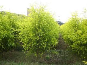 光照要充足， 不嫩遮阴