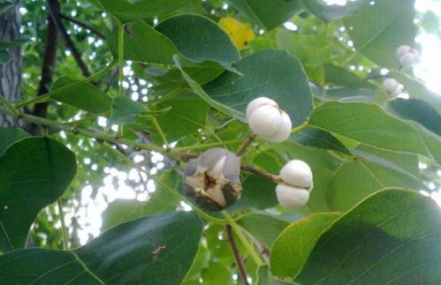 香樟种子的种植奥秘