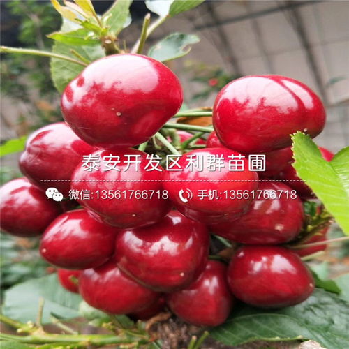 选优质樱桃苗，如何确保成活率