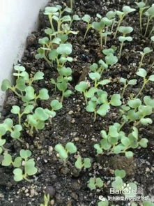 第二、 小白菜、小油菜 如果家里有花盆或长条的种菜盆以及空油桶、泡沫箱等等，可以弄一些土壤，把种子撒在里面放在南阳台边。