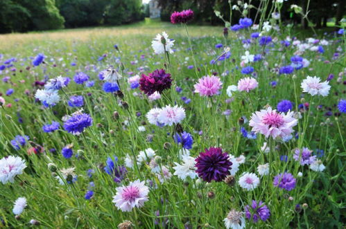 北方的冬天 花儿依然灿烂