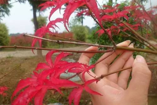 改变运营模式， 定向生产