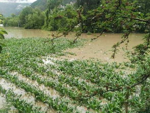 3. 菖蒲：水中舞者