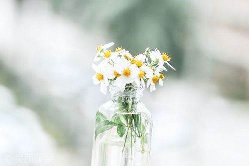 百合花象征诚信，请问还有哪些花卉也代表着特定的道德品质呢