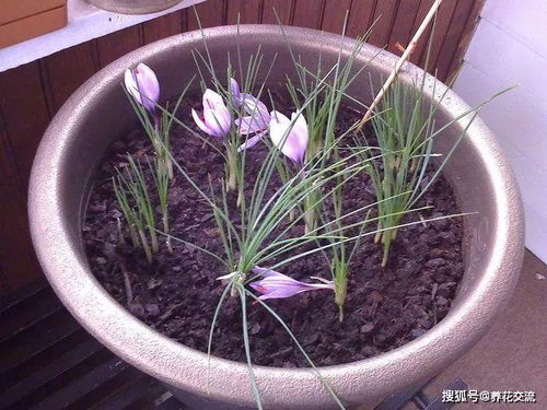 秋水仙养殖，需注意土壤、水分、光照等条件