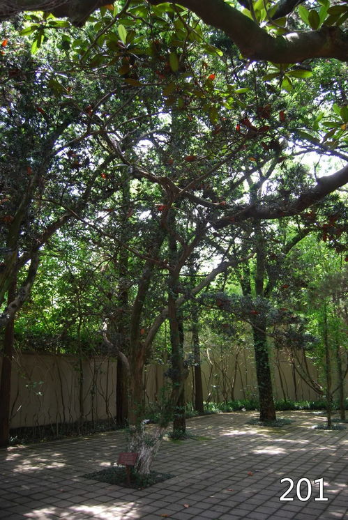 花椒树寿命揭秘：千年古树见证岁月！