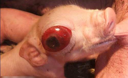 揭秘牛宝：畜牧界的秘密部位与器官！