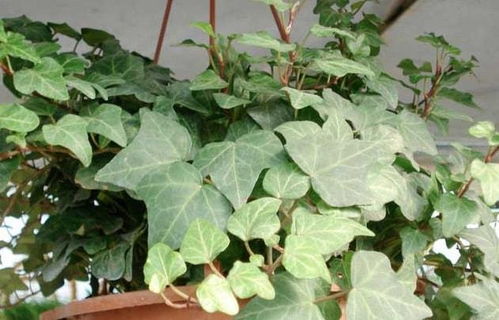 地域表现对比表