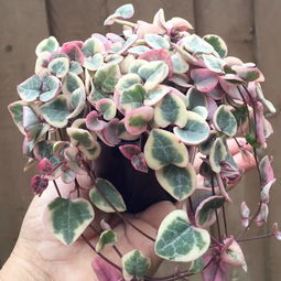 爱之蔓盆栽的养护小窍门