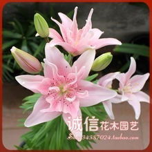在家轻松种百合：种球种植与管理全攻略