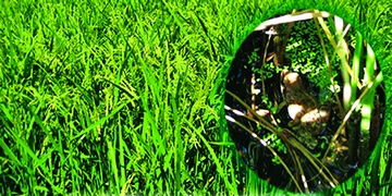 林蛙养殖：一种新兴的高效生态养殖模式