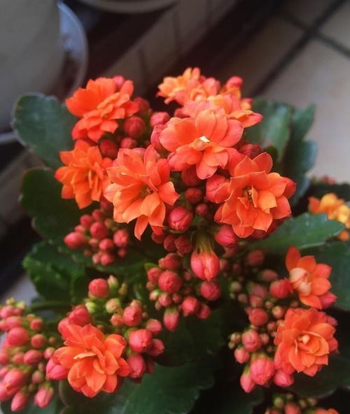 长寿花花期过了怎么办？如何让它
绽放