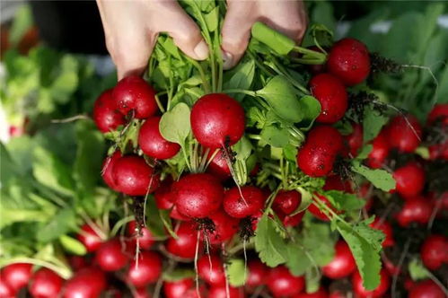 樱桃萝卜， 快速生长的蔬菜