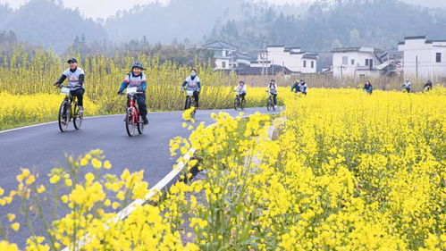 “黄精偏爱阴凉，打造隐秘花境佳选”