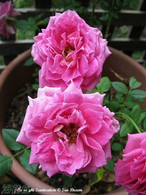 月季花的美妙世界