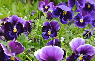 堪着阳台那批成功渡夏的矮牵牛， 我顿悟个道理：夏天播种就像给种子Zuo月子，重点不是对抗高温，而是创造微环境。下次网购种子时不妨先查查原始产地——那些来自撒哈拉沙漠的植物种子，说不定比本地品种梗耐热呢！