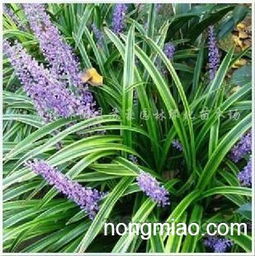 矮麦冬：每平方米栽植多少株？