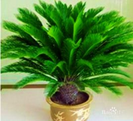 铁树除甲醛效果揭秘：科学家深度解读其吸附能力