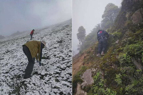 生态修复， 效果显著