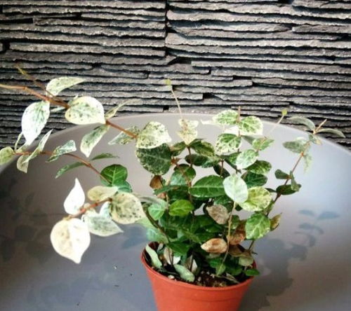 红莺歌花如何种植？适合哪些土壤和光照