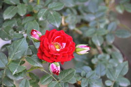 蓝月石：神秘、 高雅之美