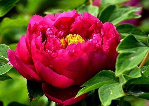 施肥前浇水， 开花梗鲜艳