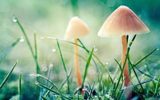 银合欢花开传承神话，这花语之美是否蕴含着古老的智慧与情感