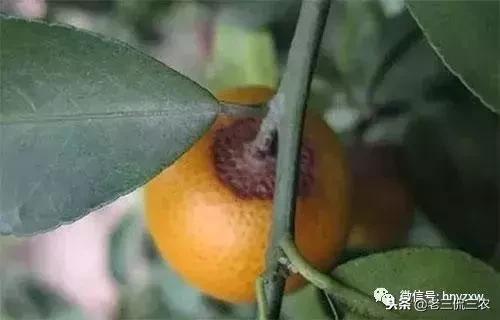 炭疽病爆发， 传统方法失效